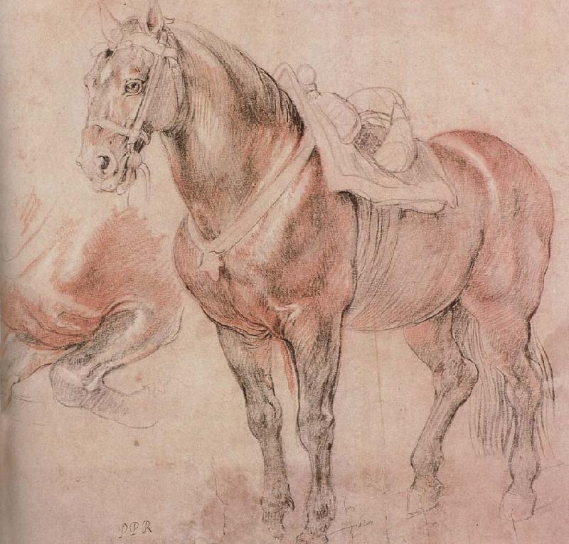 Peter Paul Rubens Horse